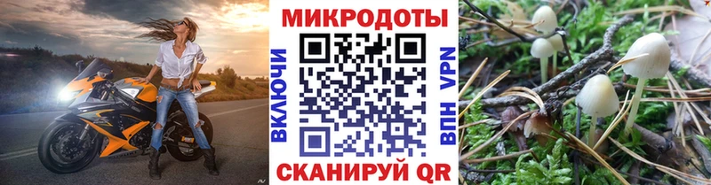 Галлюциногенные грибы Psilocybe  Трубчевск 